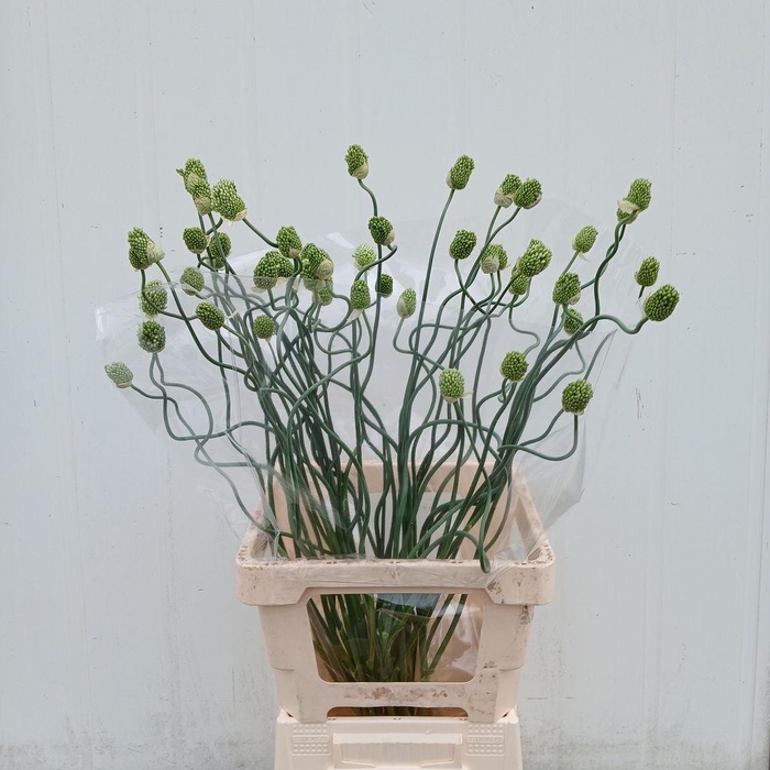 <h4>Allium Green Berry</h4>