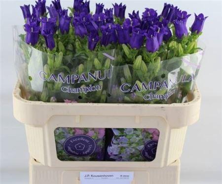 <h4>Camp M Champion Blue</h4>