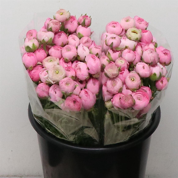 <h4>Ran Bulbilli Pink</h4>