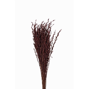 Dried Rice Oryza Purple Bunch