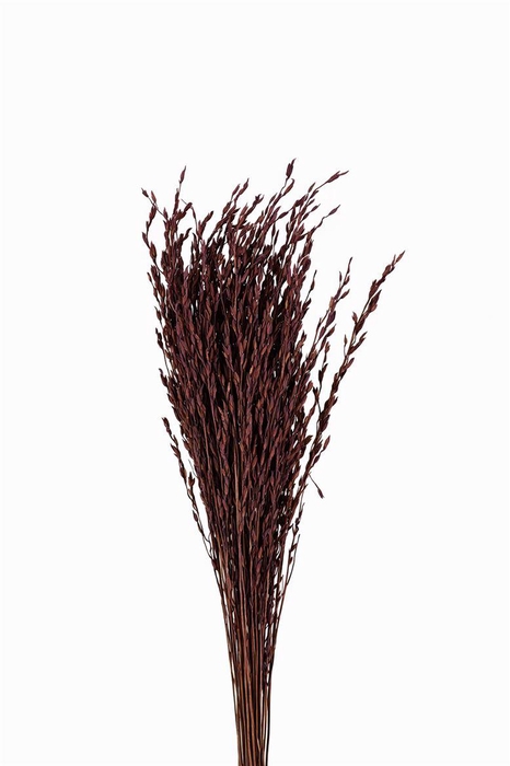<h4>Dried Rice Oryza Purple Bunch</h4>