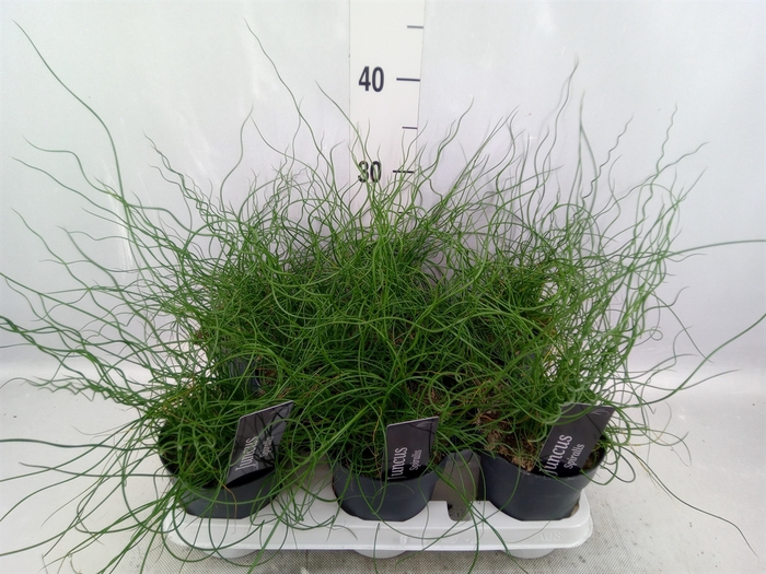 <h4>Juncus effusus 'Spiralis'</h4>