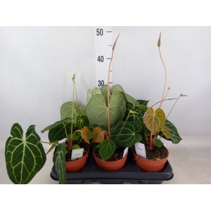 Anthurium clarinervium