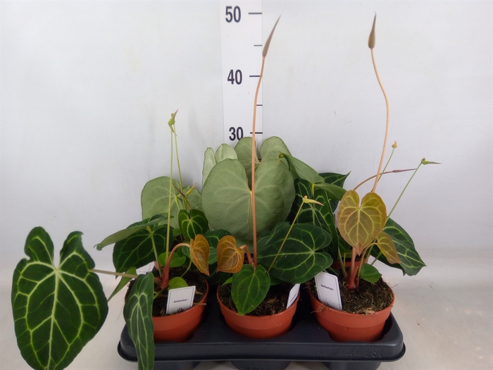<h4>Anthurium clarinervium</h4>