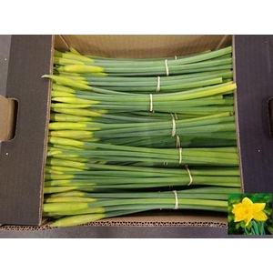 Narc T Gold Harve Bs