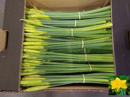 <h4>Narc T Gold Harve Bs</h4>