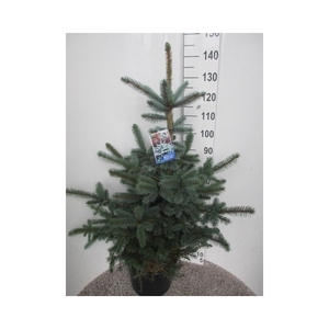 Picea pungens Super Blue 110-120 P36