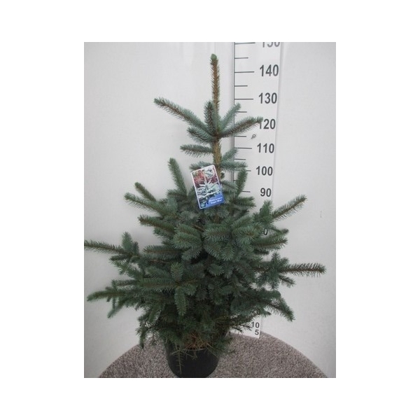 <h4>Picea pungens Super Blue 110-120 P36</h4>