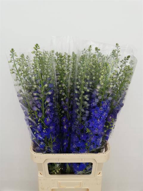 <h4>Delph Du C Bl Shades</h4>