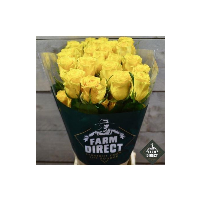 <h4>R Gr Momentum</h4>