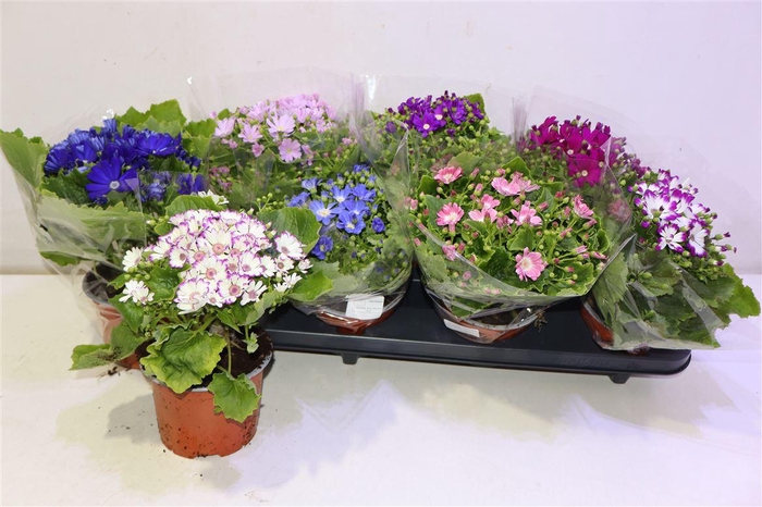 <h4>arr8 Senec C Venez Gem</h4>