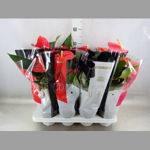 Anthurium   ...mix
