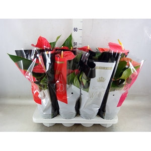 Anthurium   ...mix