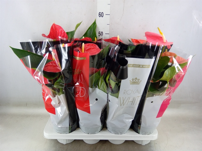 <h4>Anthurium   ...mix</h4>