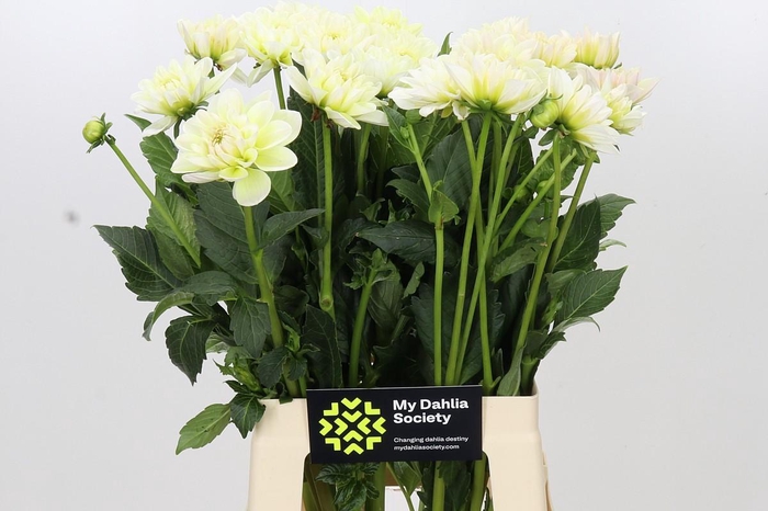 <h4>Dahlia Champagne</h4>