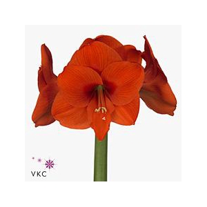 Hippeastrum naranja