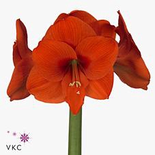 <h4>Hippeastrum naranja</h4>