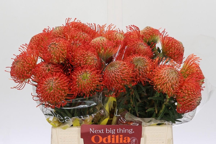 <h4>Nutans Succession</h4>