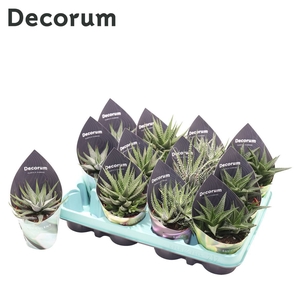 Haworthia Mix (4spc.) (decorum) Decorum Potcover