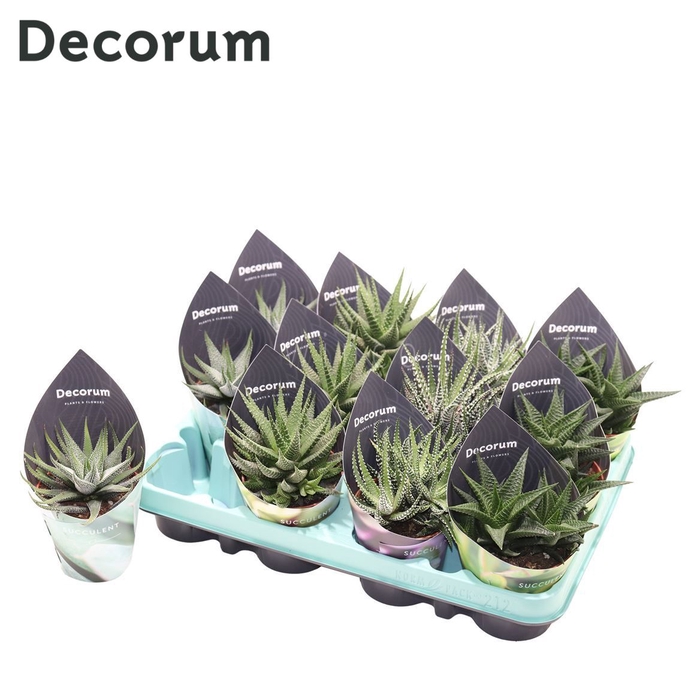 Haworthia Mix (4spc.) (decorum) Decorum Potcover