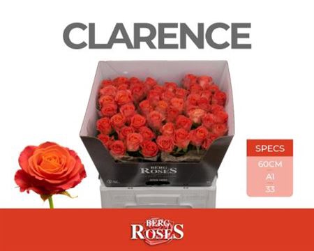 <h4>R Gr Clarence+</h4>