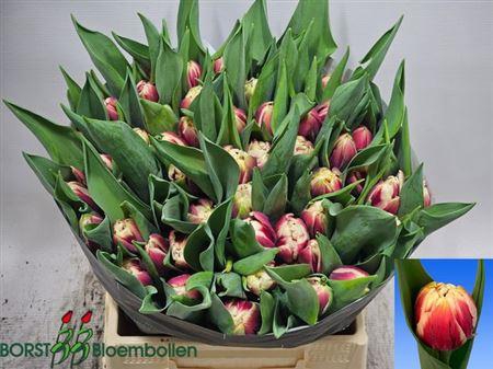 <h4>Tu Du Gibraltar</h4>