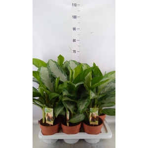 Aglaonema  'Silver Bay'