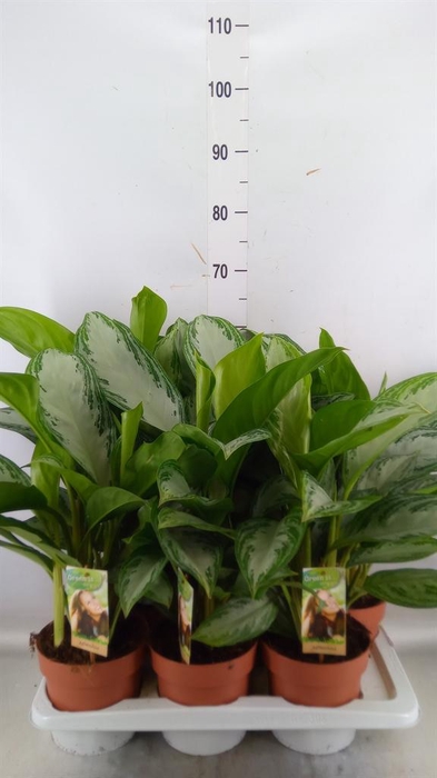 <h4>Aglaonema 'Silver Bay'</h4>