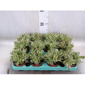Crassula   ...