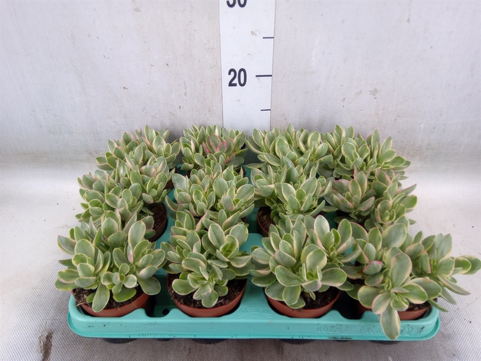 <h4>Crassula   ...</h4>