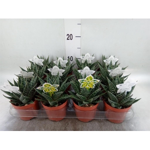 Aloe aristata 'Tiki Tahi'
