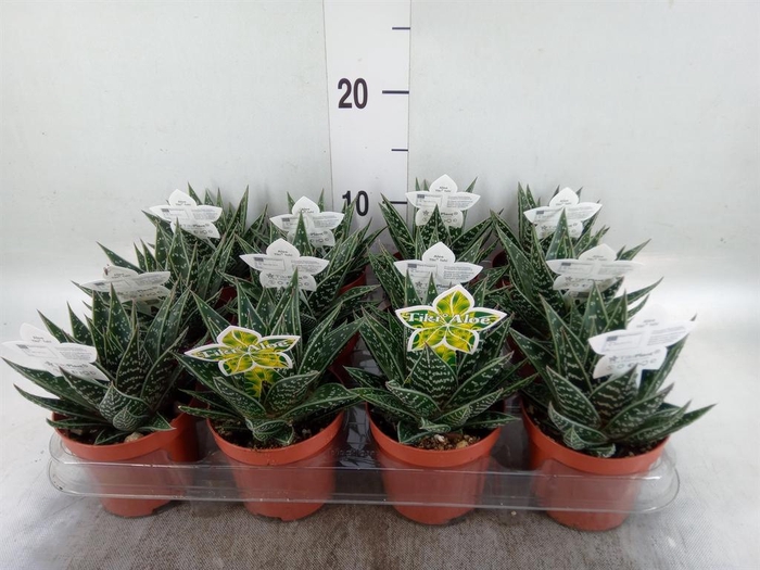 <h4>Aloe aristata 'Tiki Tahi'</h4>