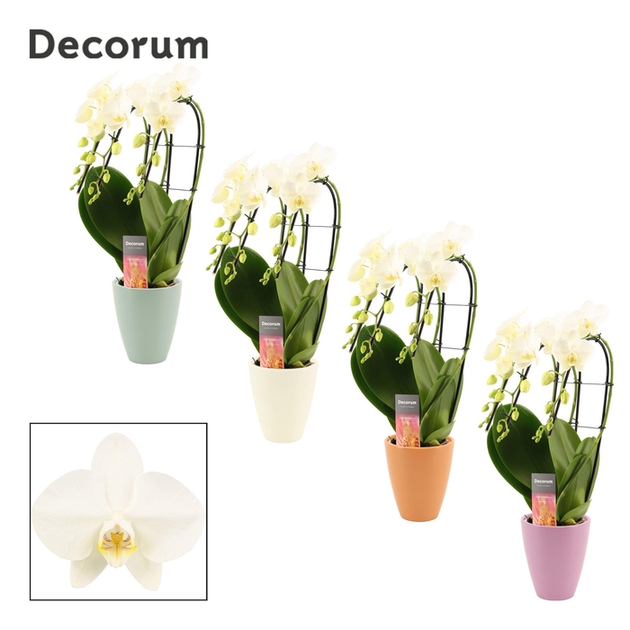<h4>Phalaenopsis triple cascade wit in Carly (Craft world-collection</h4>