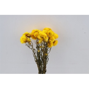 Dried Helichrysum Yellow Bunch