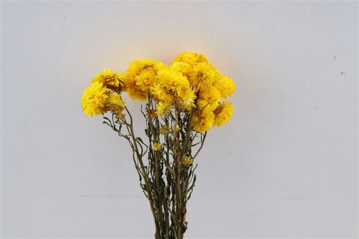 <h4>Dried Helichrysum Yellow Bunch</h4>