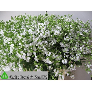 SAPONARIA OV