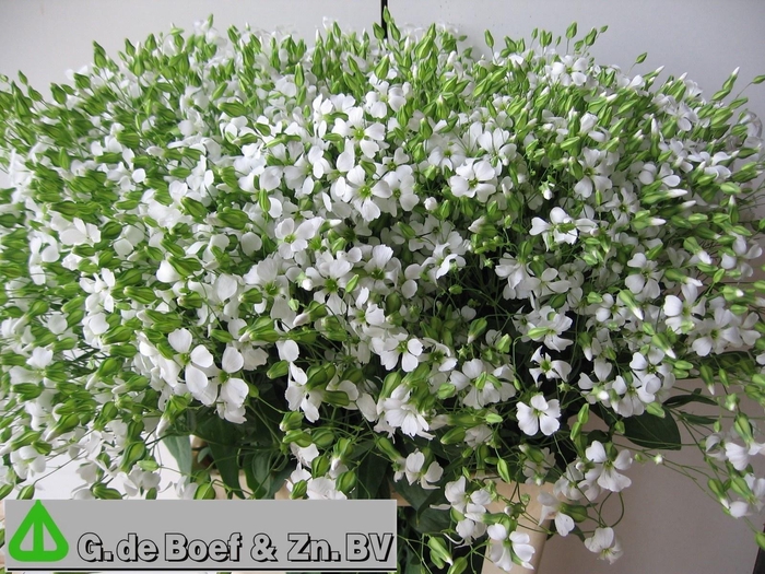 <h4>SAPONARIA OV</h4>