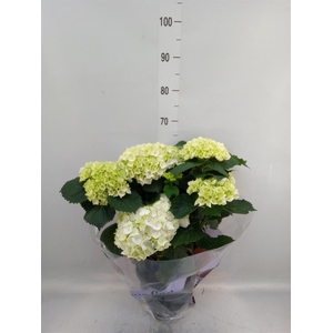 Hydrangea mac. 'Crystal Palace'