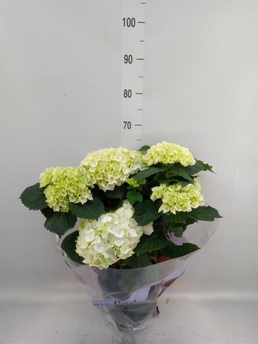 <h4>Hydrangea mac. 'Crystal Palace'</h4>