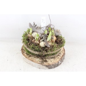 arr4 Narcis MB - Schijf mosbol XL los