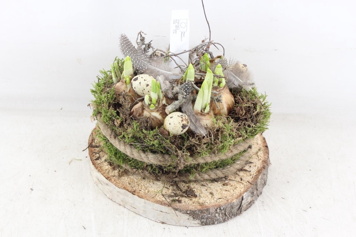 <h4>arr4 Narcis MB - Schijf mosbol XL los</h4>