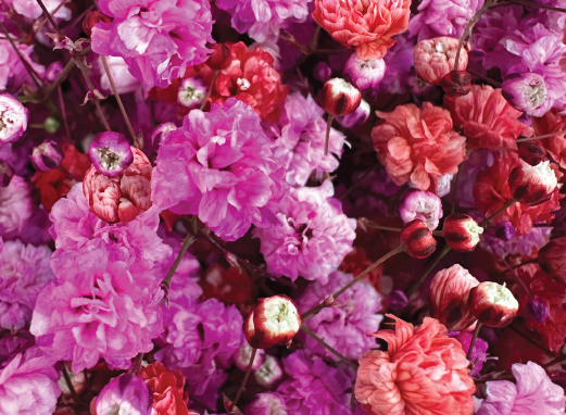 <h4>GYPS PINK AMOUR</h4>