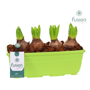 Plastic Balkonbak met Hyacinthus