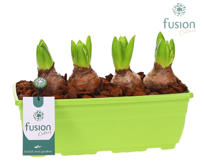 <h4>Plastic Balkonbak met Hyacinthus</h4>