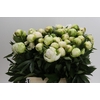 Paeonia Madame Claude Tain