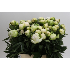 Paeonia Madame Claude Tain