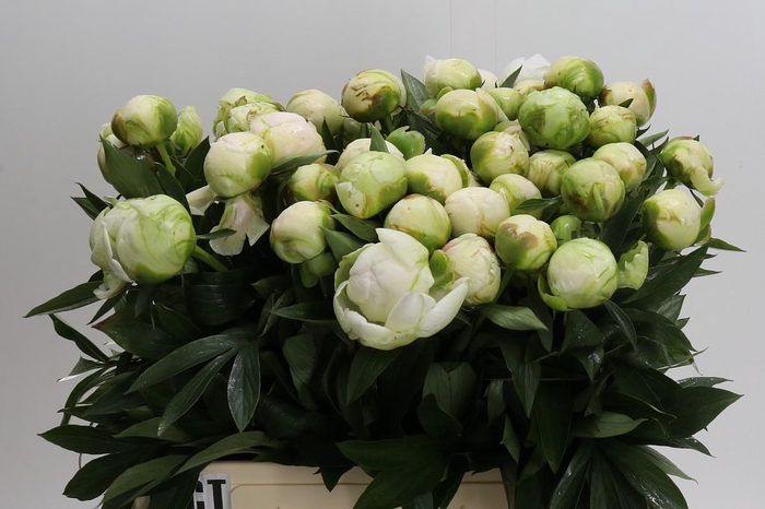 Paeonia Madame Claude Tain