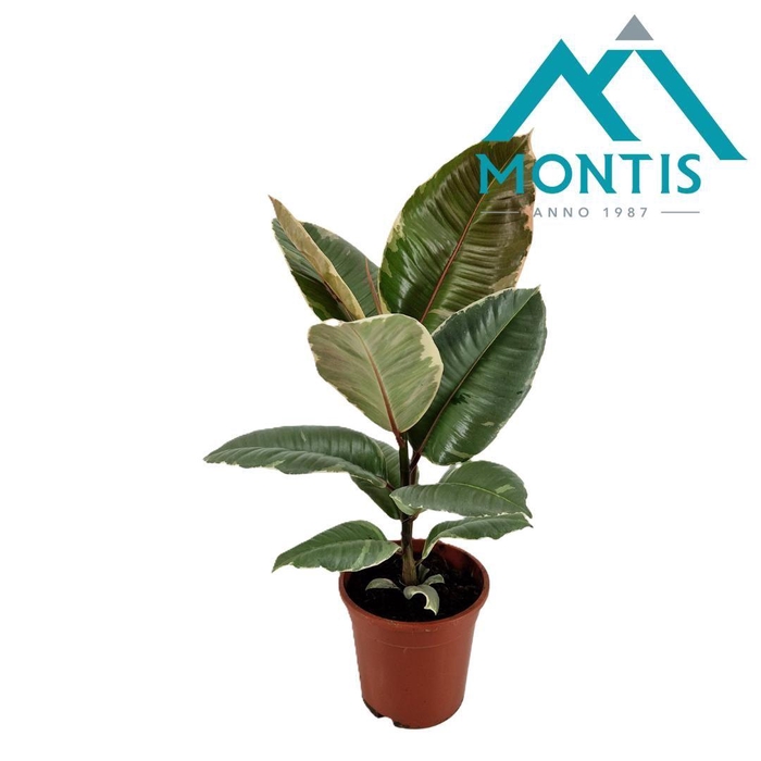 <h4>Ficus elastica 'Tineke' 17 cm</h4>
