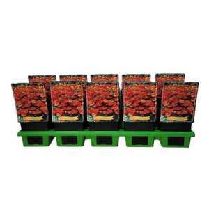 Helenium  'Moerheim Beauty'