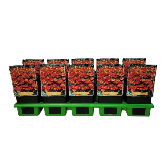 <h4>Helenium  'Moerheim Beauty'</h4>